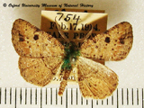 Obolcola petronaria